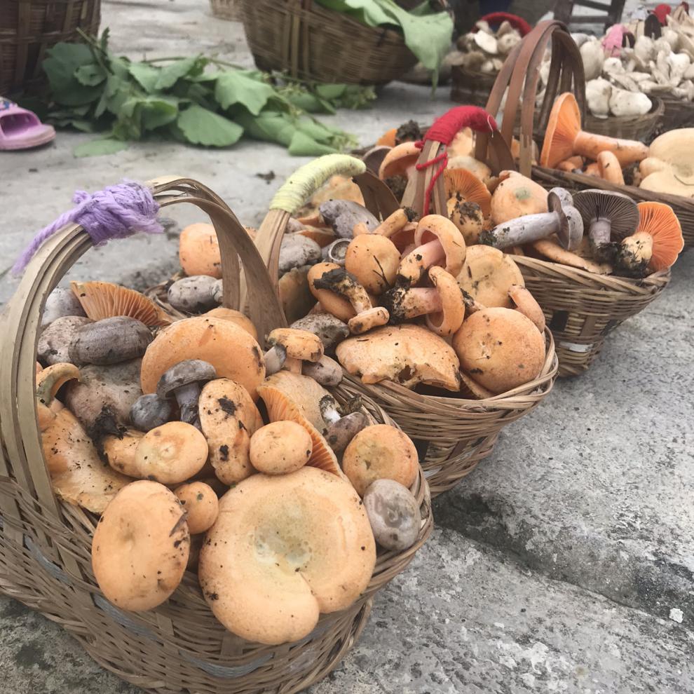 枞树菌奶香菌贵州野外枞树林自然生长奶浆菌精品蘑菇顺丰空运坏单包赔