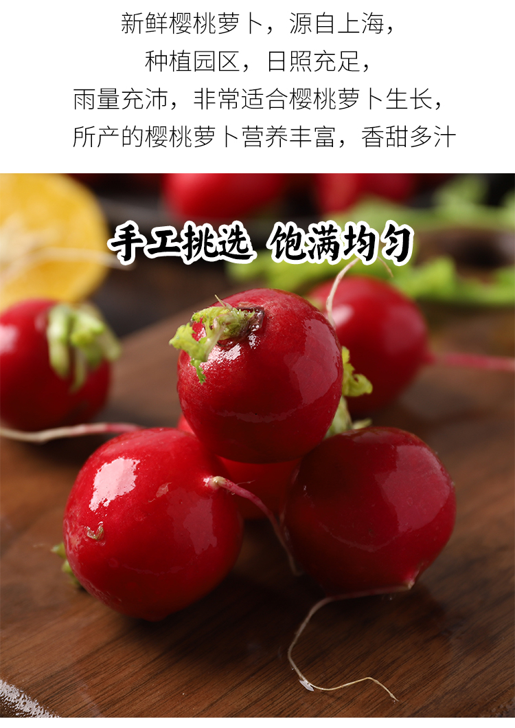 新鲜樱桃小萝卜生吃水果萝卜蔬菜即食沙拉小圆红萝卜5斤 5斤