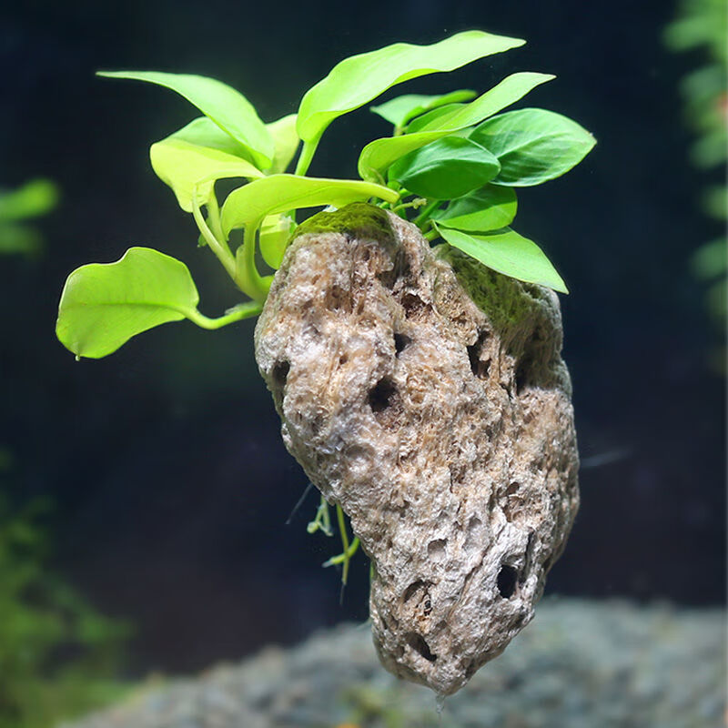 水族装饰悬浮石鱼缸造景天然石头阿凡达轻浮石天然莫斯水草悬空石24cm