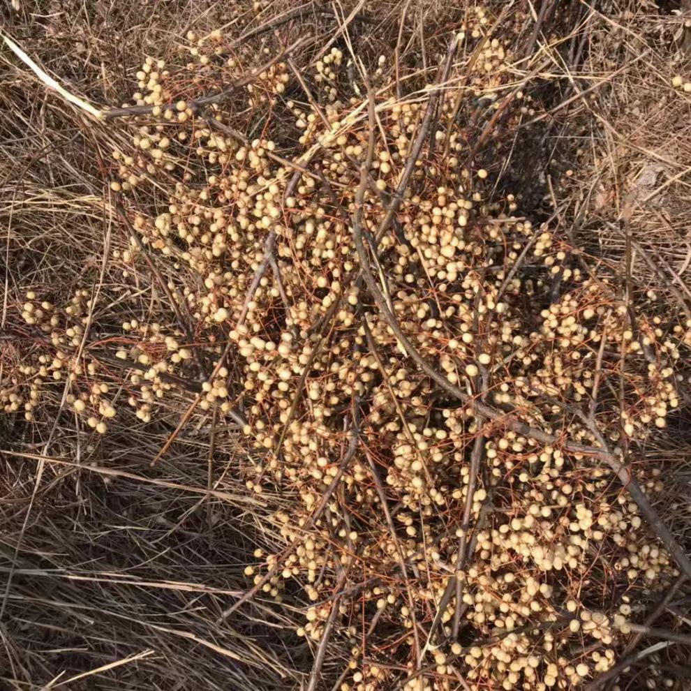苦楝子苦心子楝枣子楝果子苦楝皮苦楝子种子楝子豆粉500克苦楝子500克