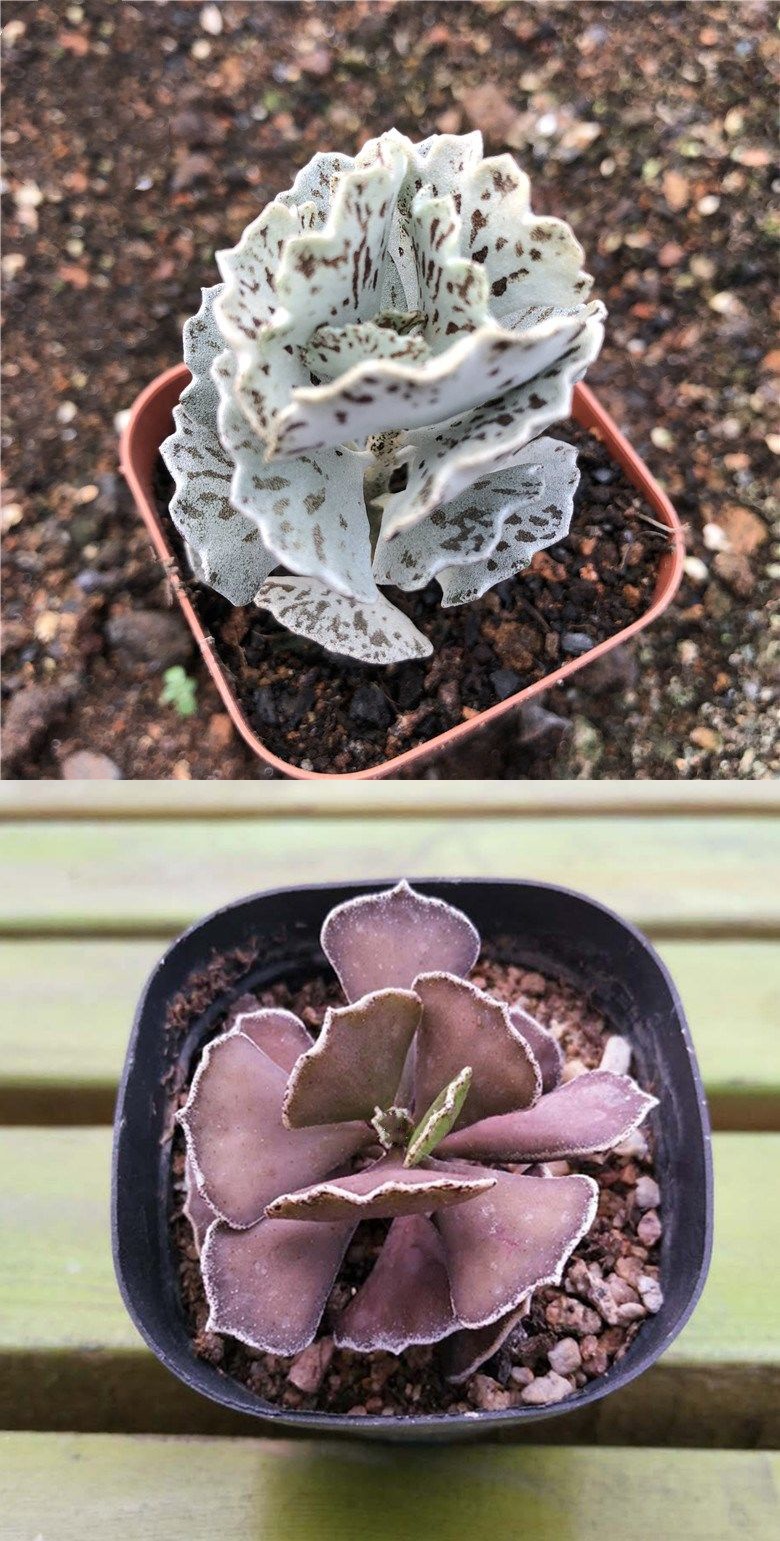 白雀扇多肉植物 韩式贵货雀扇多肉 姬宫黑雀扇肉肉组合小盆栽扇雀 2颗