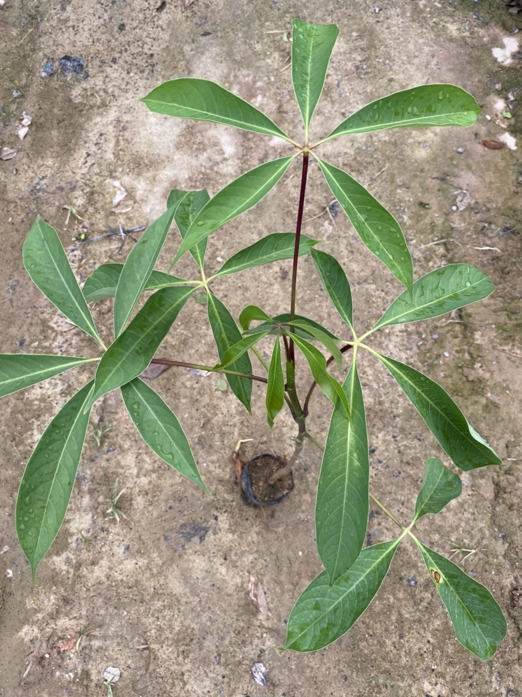 红木棉树本地乡土树木红花木棉广东木棉树苗广州木棉花名贵苗木 本地