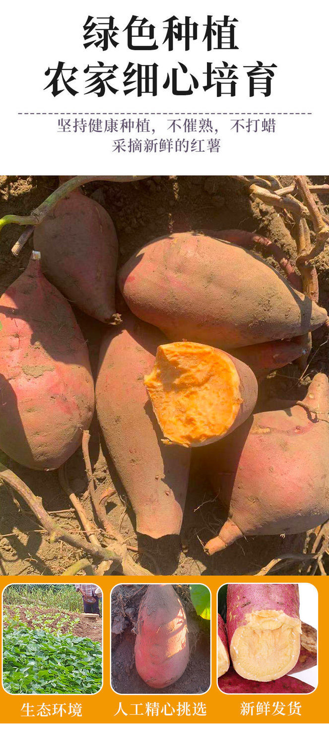 玉乡甜广东湛江西瓜红红薯359斤装5斤中果单果100200g