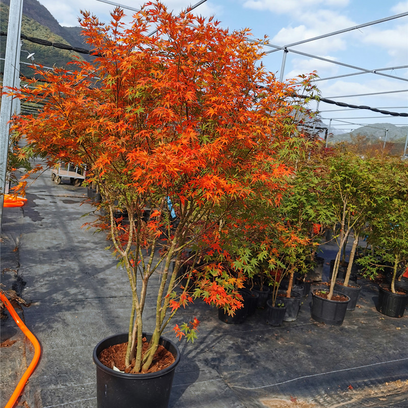 枫树红茜空彩叶红枫黄金枫庭院树盆栽丛生大苗鸡爪槭主树茜空10加仑