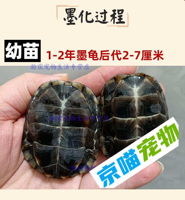 【顺丰快递】顶墨龟纯种全黑龟苗外塘中华公草龟迷你小乌龟活物活体