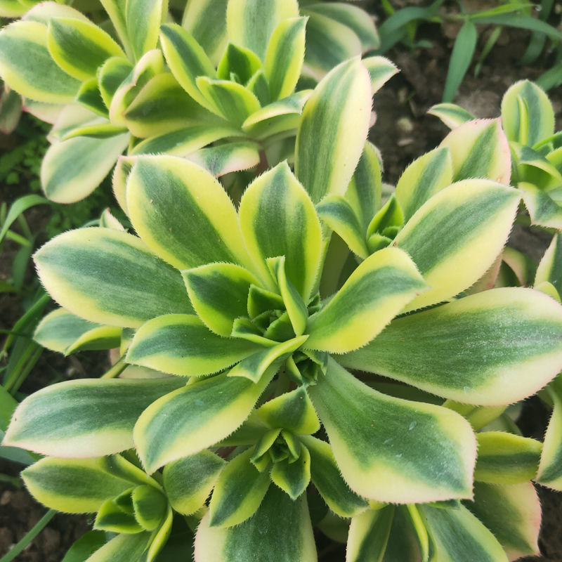 多肉植物批发法师老桩园叶铜壶梅花博迪欧紫灿烂星爆多头手捧 星爆