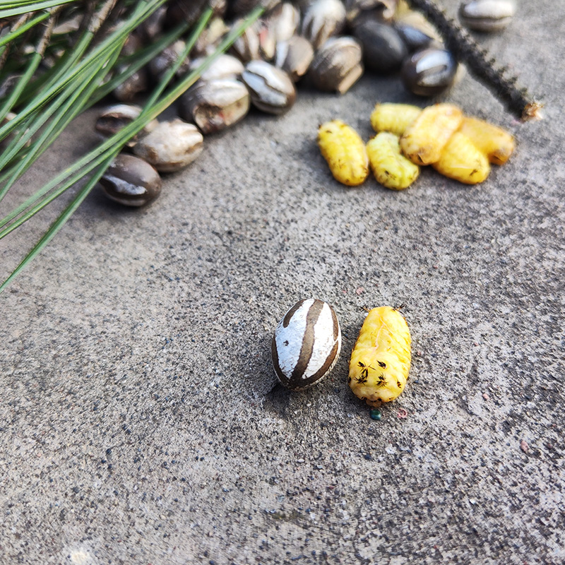 蜜袋鼯仓鼠粮食零食坦克虫洋辣子鼠松鼠啦虫金丝熊杨拉罐食用完好硬壳