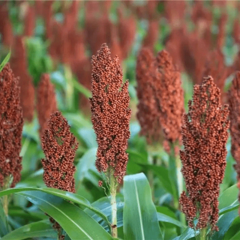 新鲜天然红高粱穗一斤带帽红高粱带穗发货整株高粱穗一个大穗
