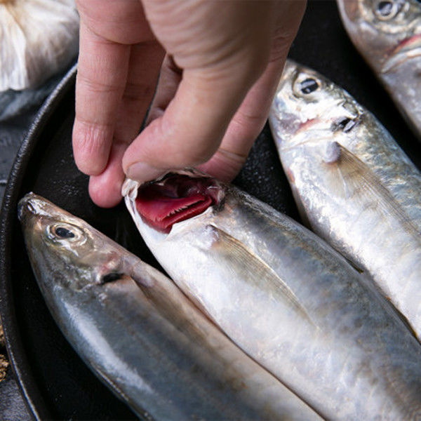 顺丰速运新鲜巴浪鱼海鲜水产冷冻海鱼福建特产海捕冰鲜鳀鱼提鱼一斤巴