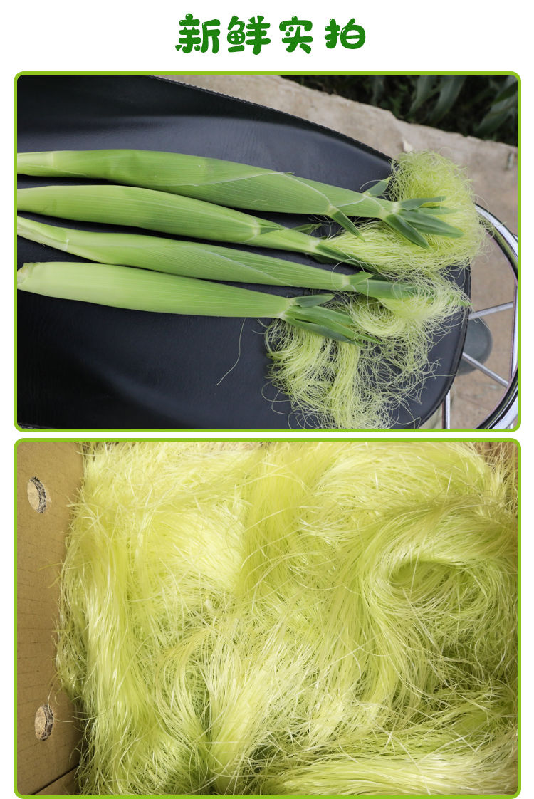 花初醒明胜天成广西横县新鲜玉米须茶农家种植现剥现实发玉米笋须新鲜