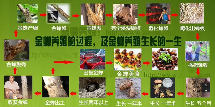 金蝉卵枝知了猴种子金蝉种卵养殖技术蝉卵枝金蝉养殖蝉卵枝种苗q50条