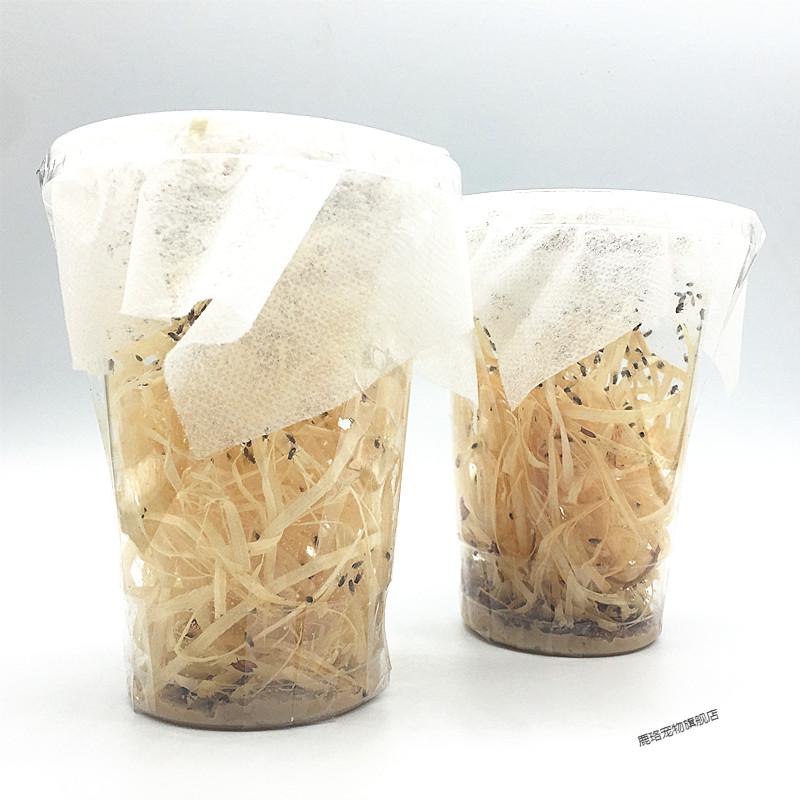 鹿骆宠具大小残翅果蝇杯昆虫角蛙等爬虫宠活体宠物螳螂跳蛛饲料大麦虫