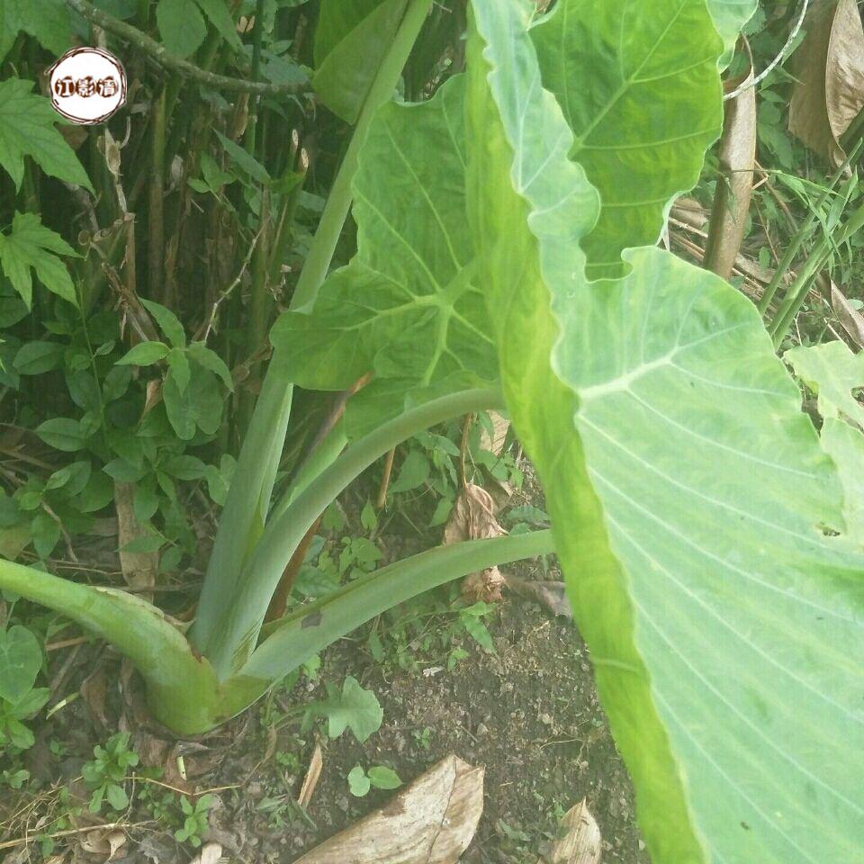 江影清广西白芋苗专芋苗梗新鲜白芋荷苗贵州广菜苗现挖 10颗小苗