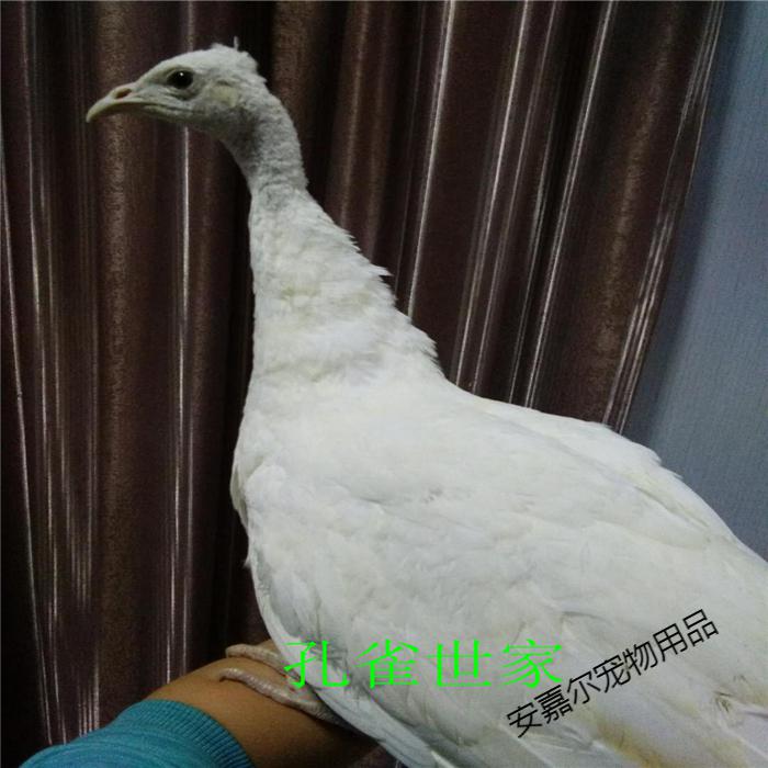 孔雀活体白孔雀幼鸟花孔雀观赏鸟活物宠物鸟全国发货两年花孔雀母