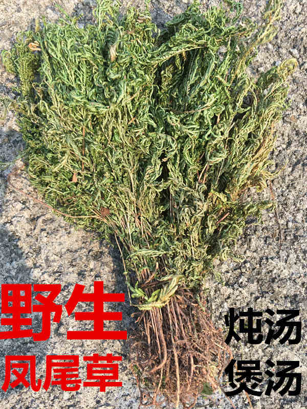 凤尾草野外生新鲜金丝龙头鸡脚草金鸡尾井栏草金龙草石上柏地柏 杞里