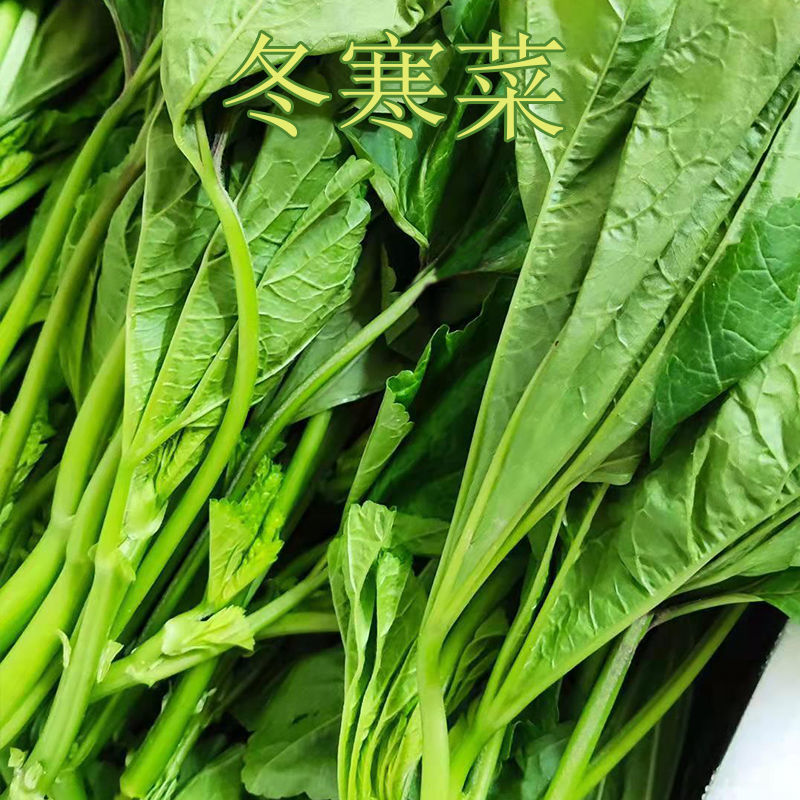 四川冬寒菜冬苋菜新鲜蔬菜马蹄菜冬汉菜现摘现发1234斤泡沫箱冬寒菜1