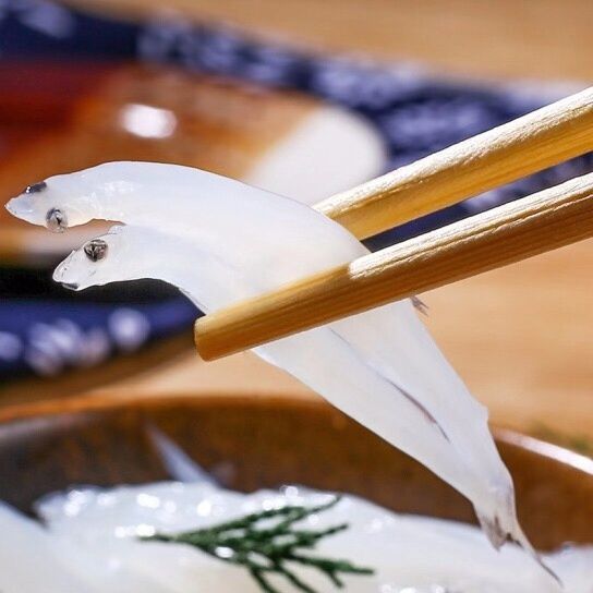 新鲜淡水小银鱼冷冻大银鱼无骨无刺白饭鱼银鱼批发 腾旺纳跃 大号【12