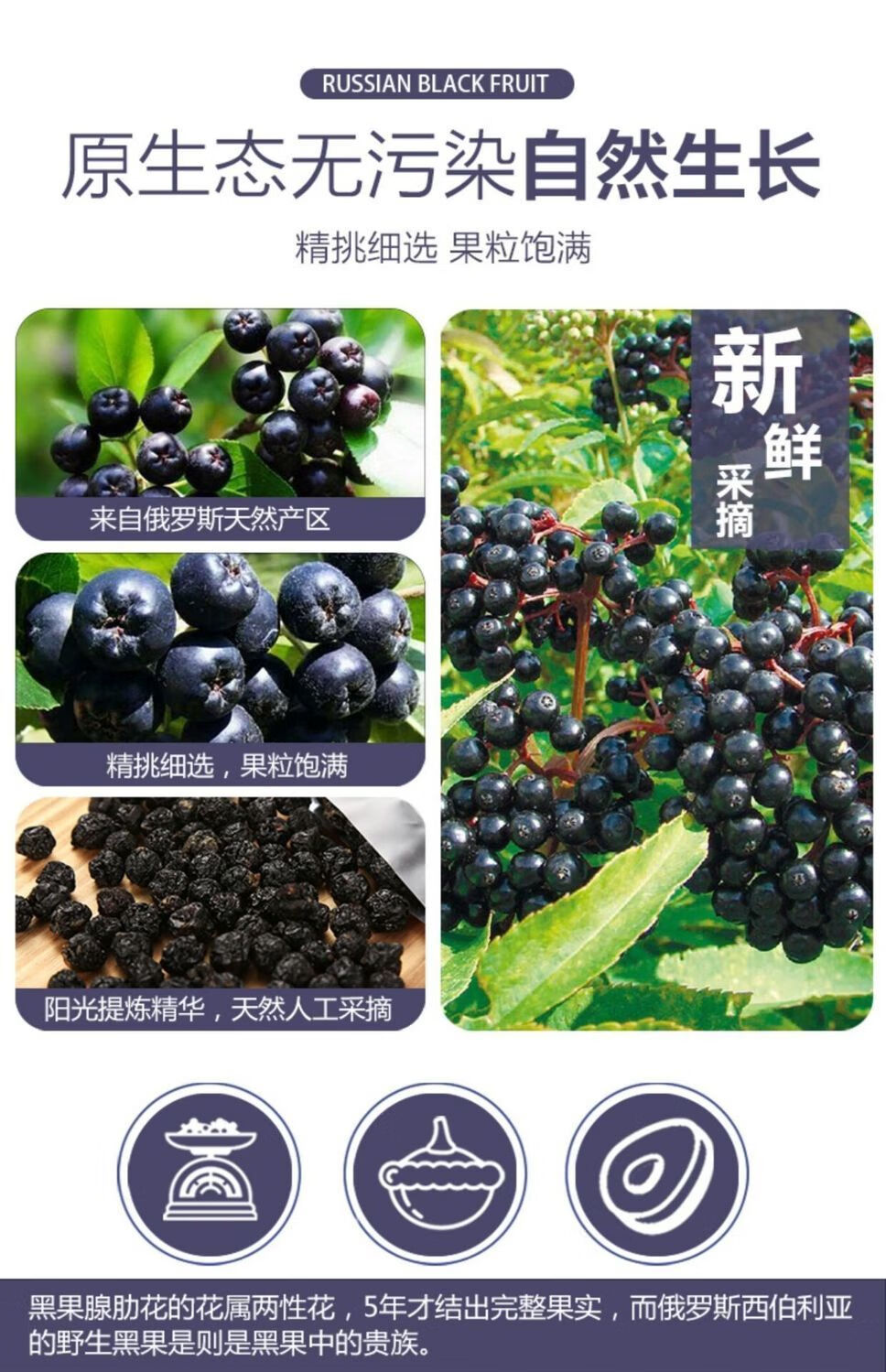 晨臻 黑果野生俄罗斯黑果 100g/袋花楸果小黑果天然天鹅绒果 50克一袋