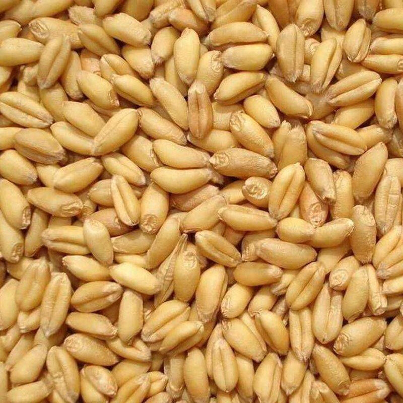 2019新鲜小麦农家自种整粒小麦带皮生小麦粒磨面麦芽糖榨汁晒辣酱麦子