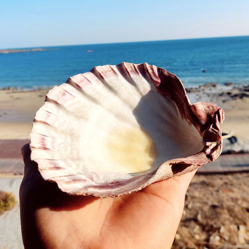 贝壳海螺天然狮爪贝鱼缸造景水族箱装饰盘子海洋生物收藏拍摄道具 12