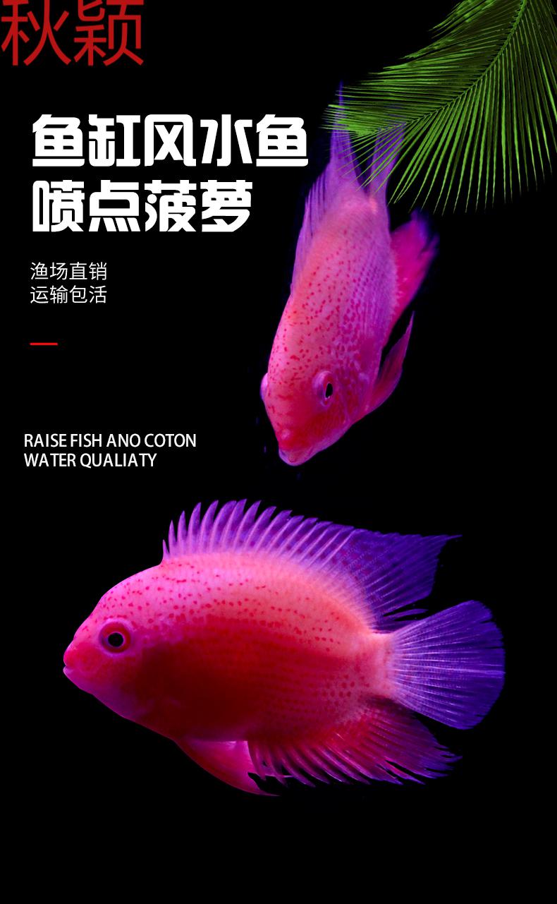 秋颖 热带观赏鱼淡水喷点红金菠萝鱼活体鹦鹉鱼活物慈鲷鱼九间七彩