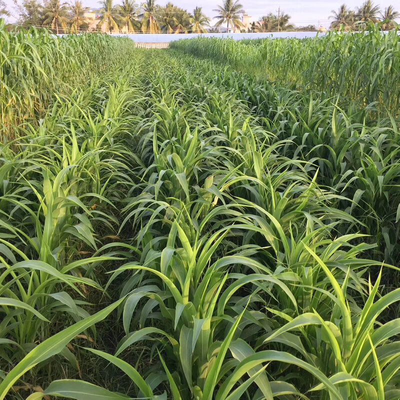 进口墨西哥玉米草种子牧草种子喂养牛草羊草鱼草鹅草种子苏炫墨西哥