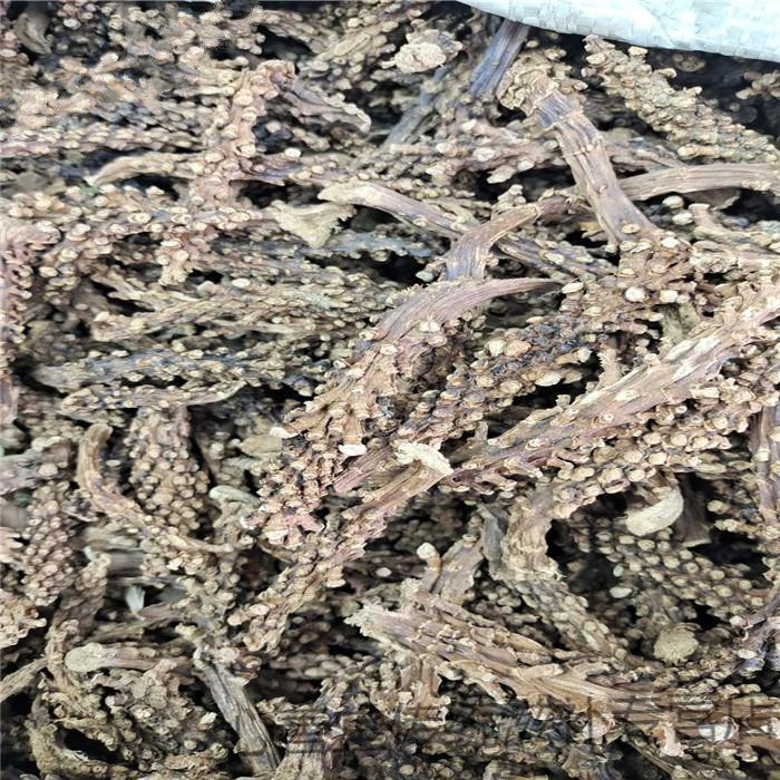 虎鞭草中药原材料500克子孙草虎边草硬劲草硬茎草苗药泡酒料