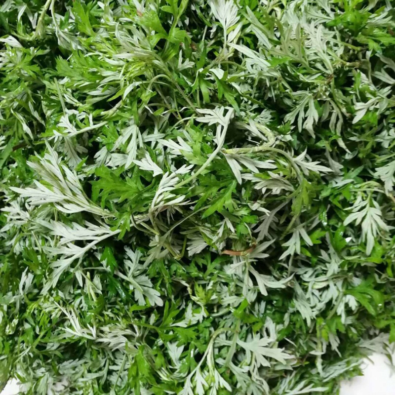【京选】新鲜食用艾草叶嫩艾草现摘现发野菜青团糍粑清明果材料 新鲜