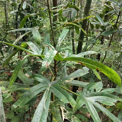 野生五指毛桃根五爪龙干品客家煲汤料 300克【图片 价格 品牌 报价】