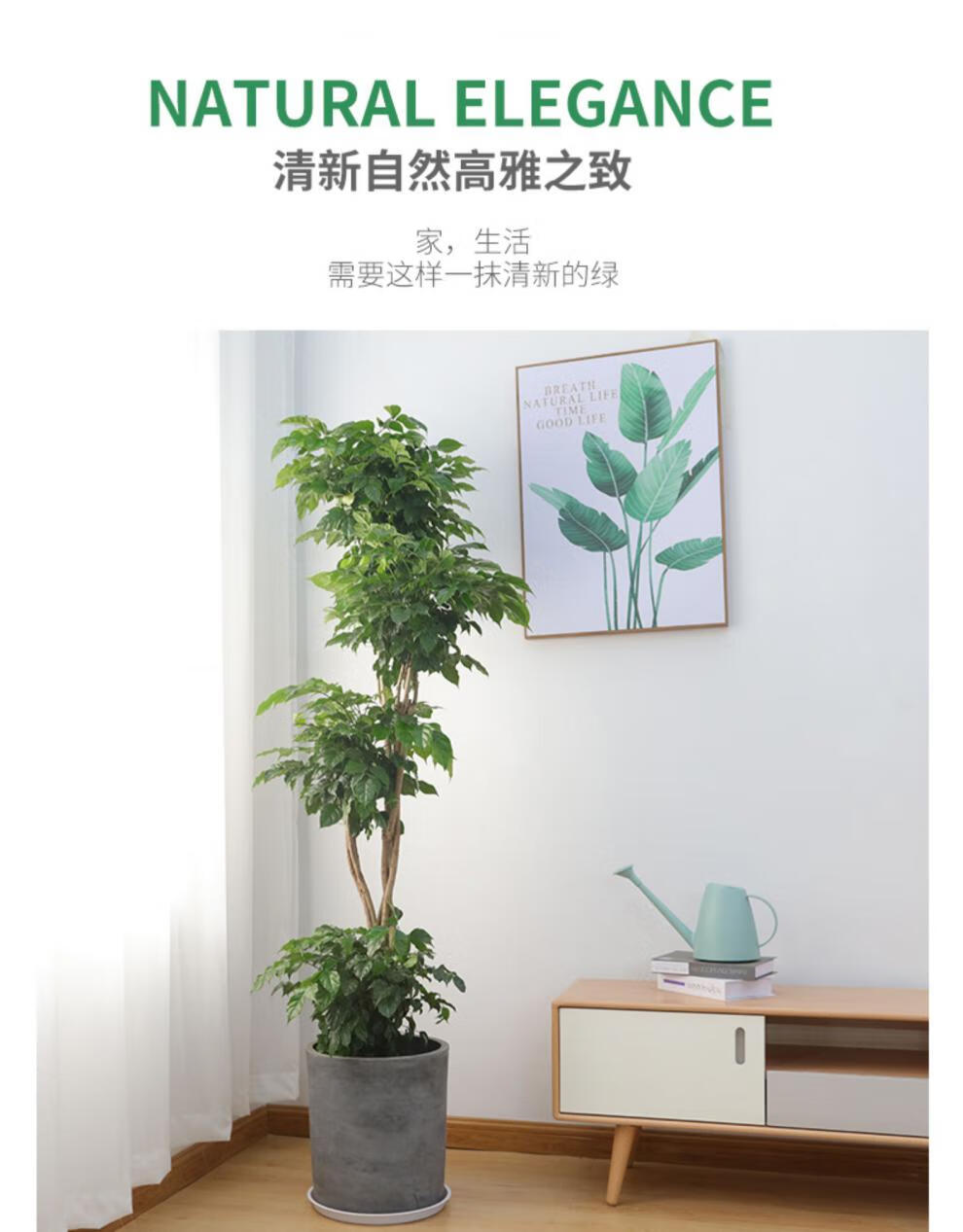 幸福树盆栽大客厅室内植物大型客厅盆栽北欧植物绿宝室内大型绿植