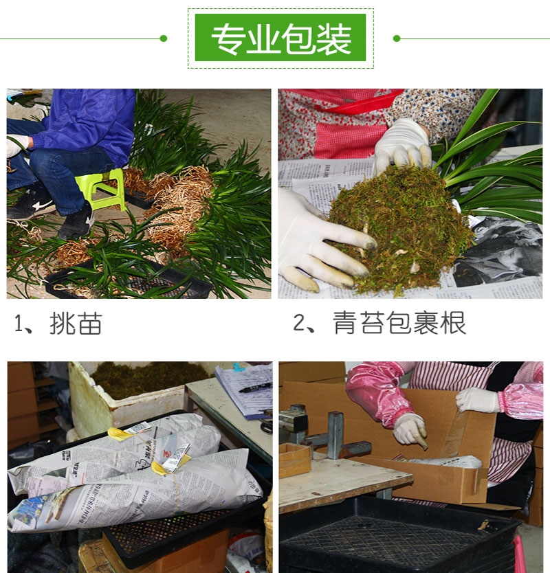 超香兰花苗紫灵仙子四季兰浓香名贵花卉绿植倾城之恋4苗不含盆