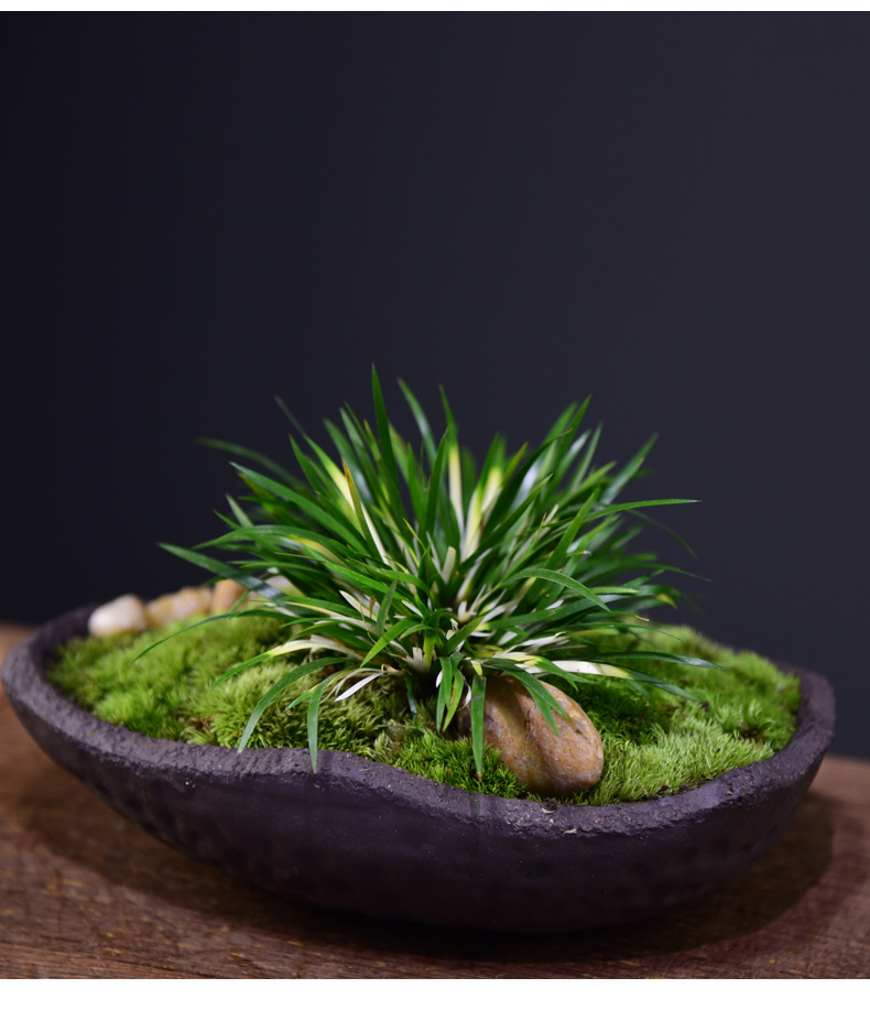 采缇 菖蒲草盆景金钱锦菖蒲盆栽室内绿植物苔藓微景观桌面客厅书房好