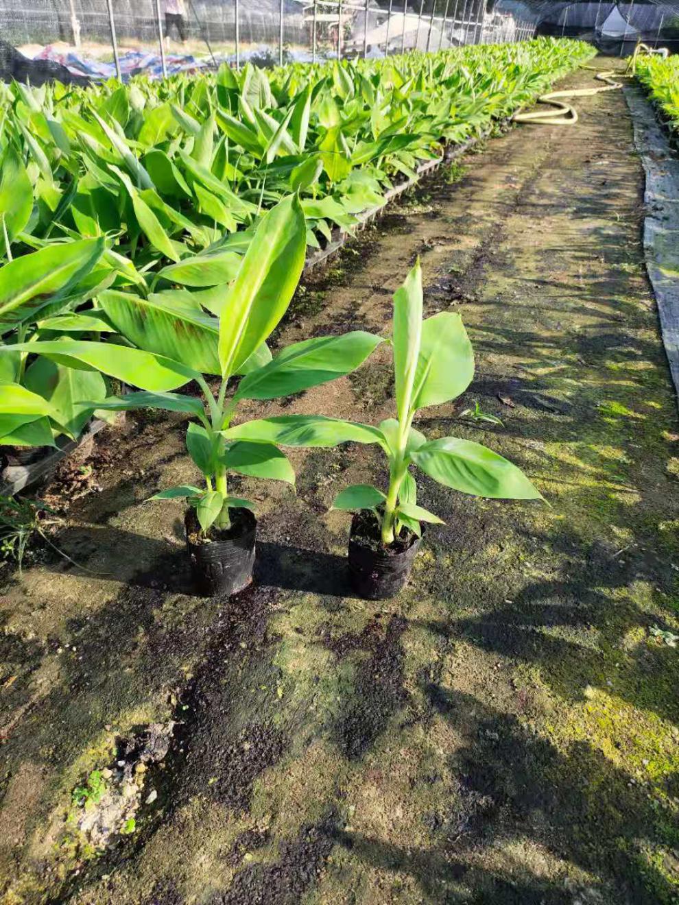 苹果粉蕉苗树苗带土广西中蕉9号香蕉苗四季种植红香蕉1棵带原土杯带叶