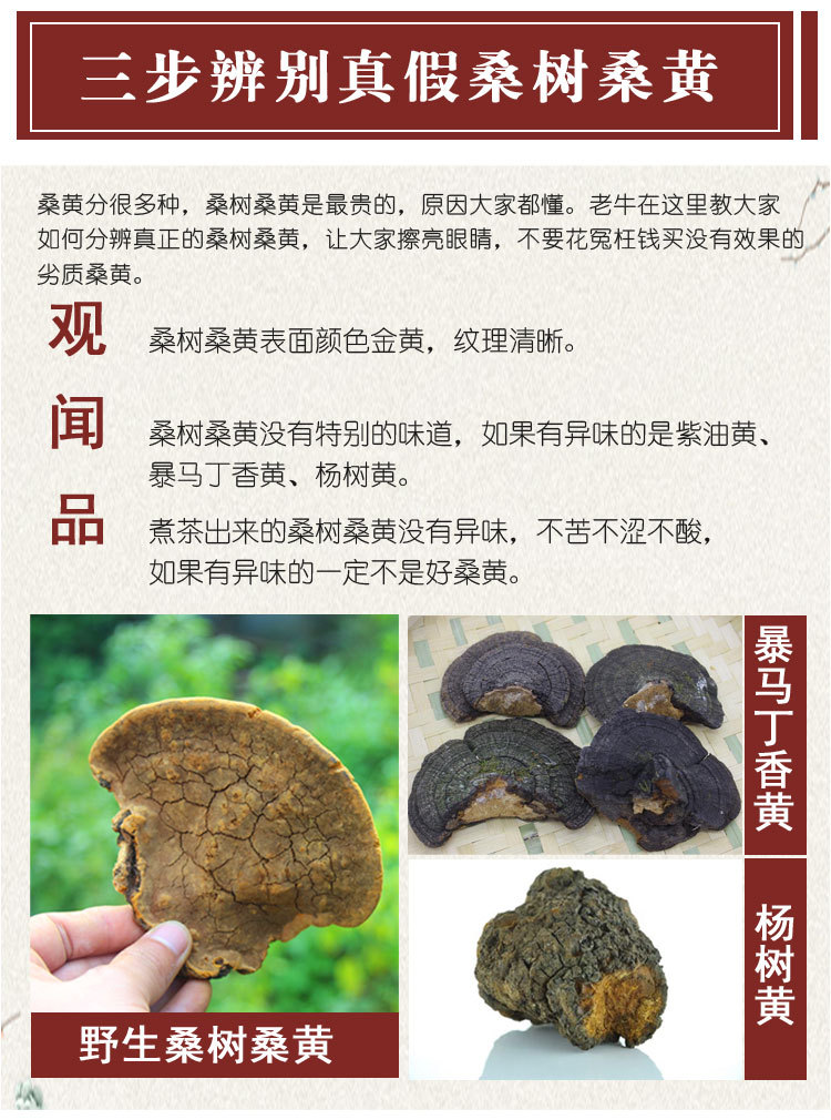 桑黄野生特级西藏自治区桑树灵芝金边桑黄茶的功效非500g【图片 价格