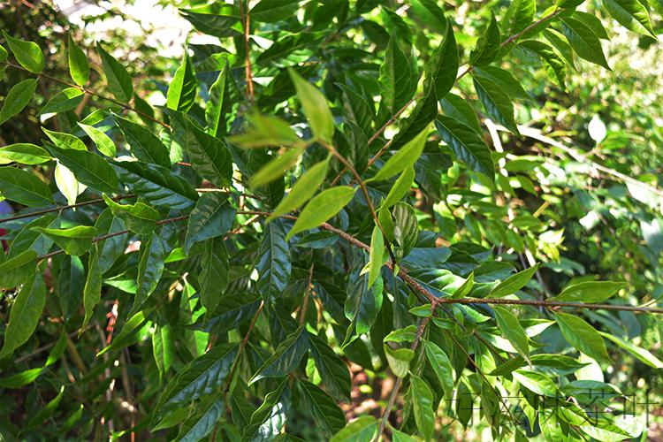 贵州大叶苦丁茶土特产新货小叶苦丁茶茶叶女贞叶毛冬青半斤装定制 250