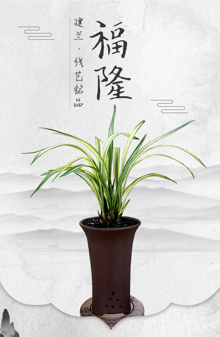 兰花苗墨兰铭品兰阳之松中透 金黄色带艺 残疾者新兴工业黑色幽 黄金