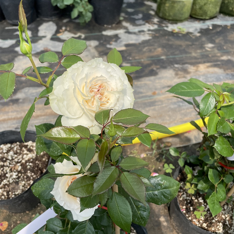 瑰玮欧月新品月季歌剧皇后大花浓香奶油色开花实物拍摄 歌剧皇后 中苗