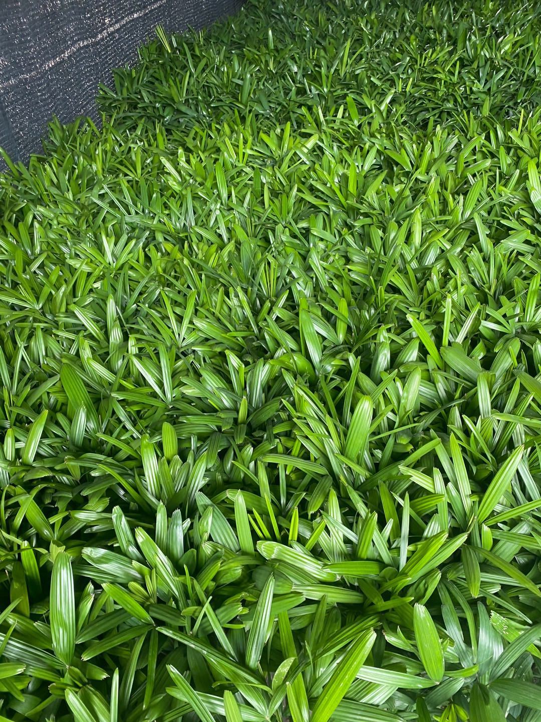 【送货上门】大叶棕竹盆栽中大型室内外观叶植物客厅卧室办公室除甲醛