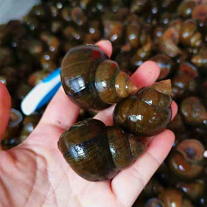 冷藏发货大田螺新鲜生螺蛳塞肉新鲜大田螺肉活体十字丽日3斤大田螺