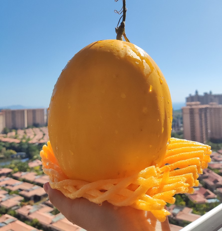 海南王精品金美人沙地蜜瓜金镶玉8斤金美人蜜瓜黄金冰糖牛奶蜜瓜黄皮