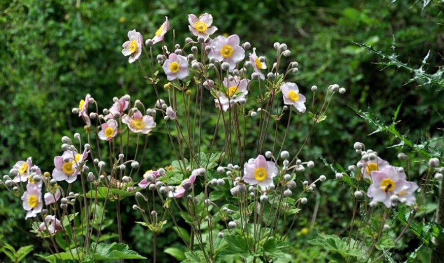 棉花根伟博四川野生野棉花根打破碗碗花中药材新鲜秋牡丹根500g农家现