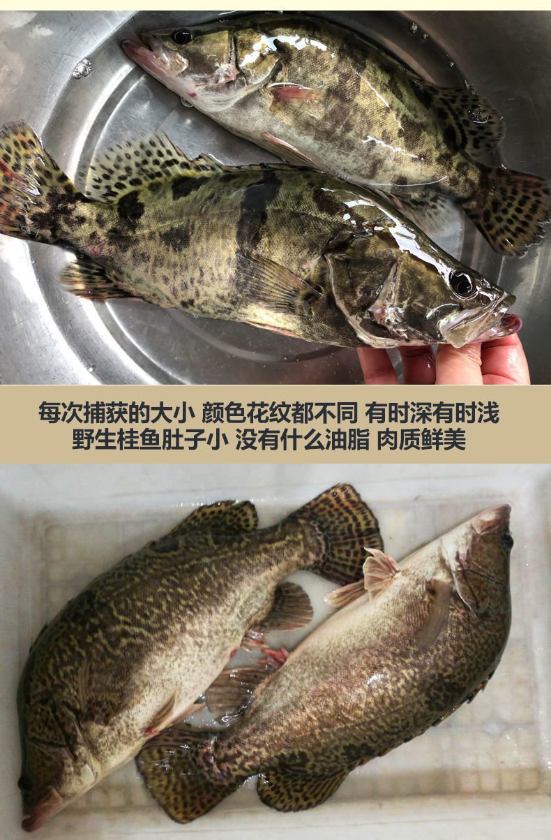 御泸鲜湘生鲜店淡水湖野生桂鱼正宗纯野生鳜鱼鳌花鱼桂花鱼季花鱼新鲜