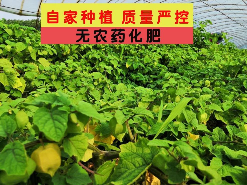 【顺丰发货】东北菇娘果灯笼果黄姑娘果洋菇娘东北姑娘果黄皮姑娘