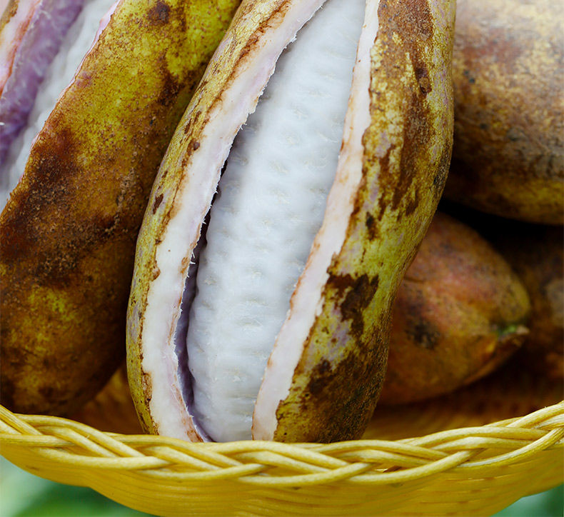 稀有水果预知子水果甜瓜童年味道甜瓜8月瓜孕妇水果5斤优选中果八月炸