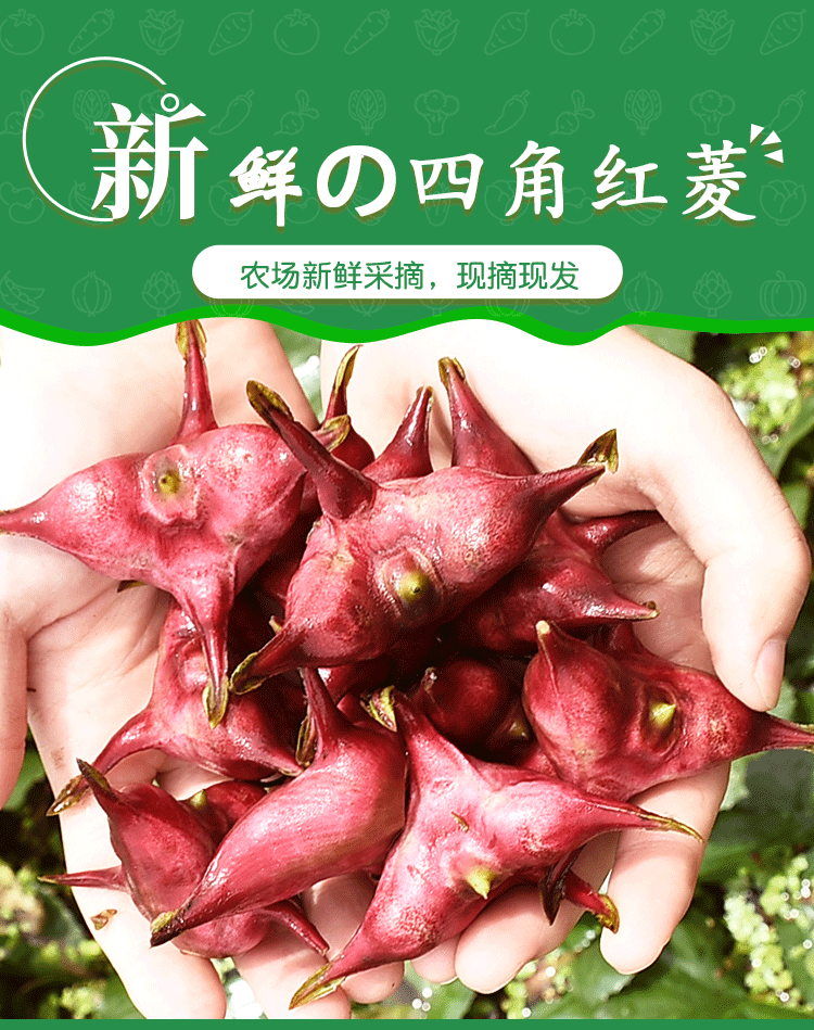 棠鲜生 嘉兴特产南湖菱角红菱角新鲜带壳生吃菱角当季现摘现发四角菱