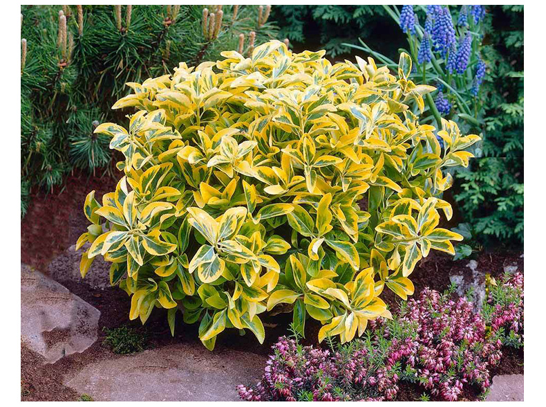 彩叶植物金冠黄杨树苗绿园小叶女贞冬青树苗篱笆庭院绿化植物四季