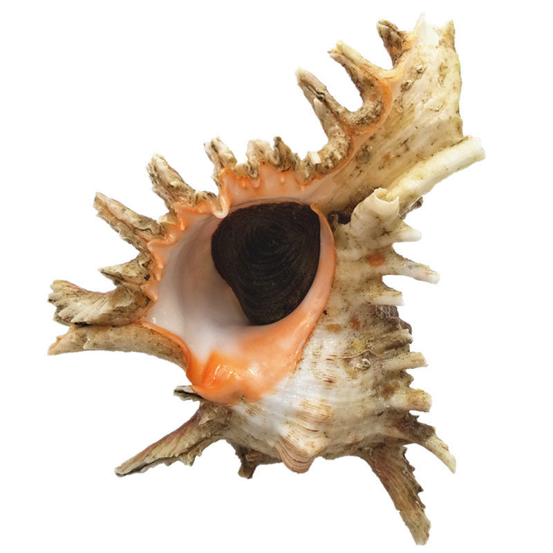 5斤(1只超大千手螺)【图片 价格 品牌 报价】-京东