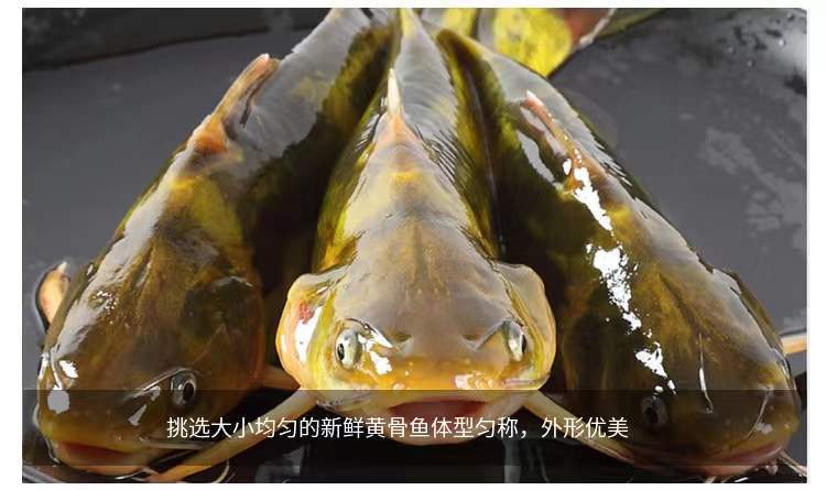水库黄骨鱼昂刺鱼昂针鱼黄辣丁鱼活鱼嘎牙子鱼黄颡鱼顺丰快递 活鱼现