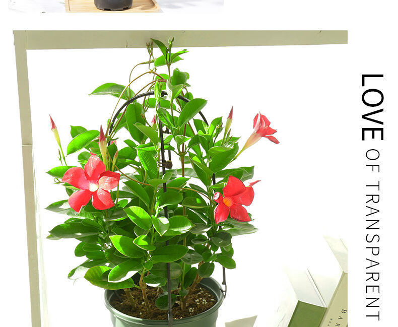 带花苞飘香藤盆栽四季开花庭院爬藤植物阳台双喜藤好养活盆栽绿植