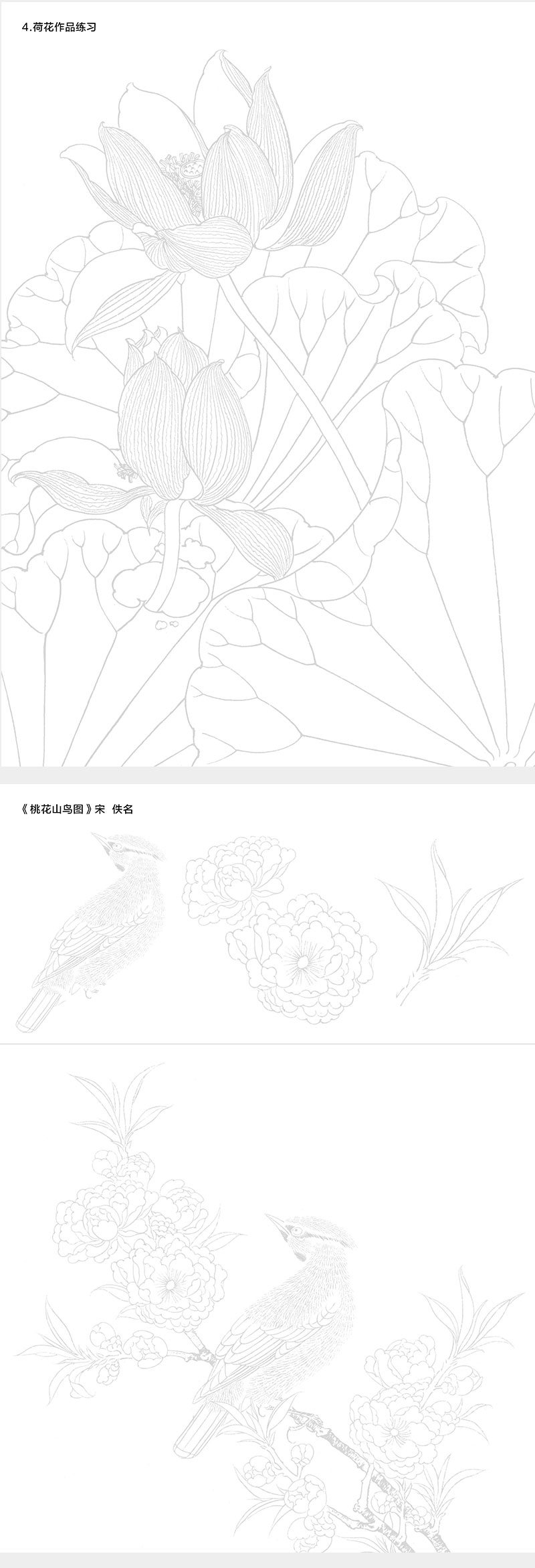 中国画白描入门篇线稿临摹描摹本国画零基础自学花鸟虫鱼荷花牡丹竹